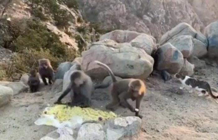 A funny video of monkeys in Taif eating, roaming the high...