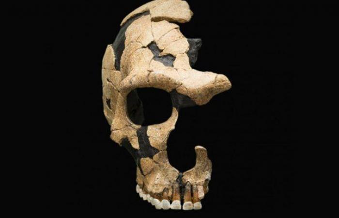 Neanderthals and humans were at war for over 100,000 years
