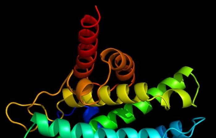 New method marks receptor proteins in selected cells