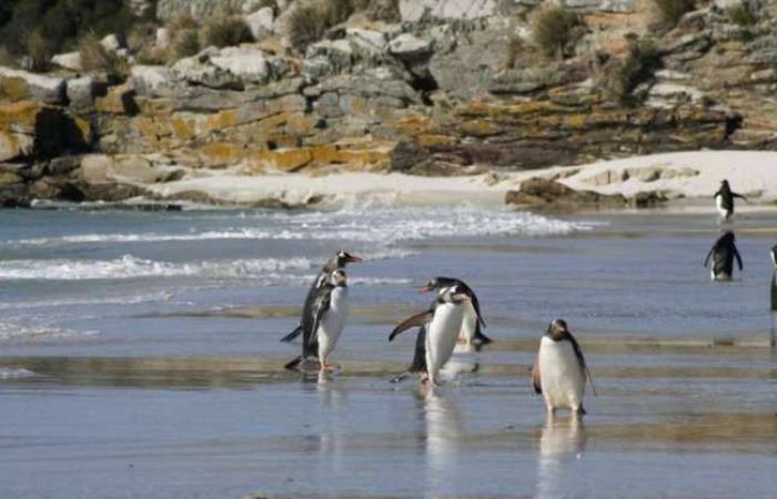 Gentoo penguins are four species, not one, scientists say