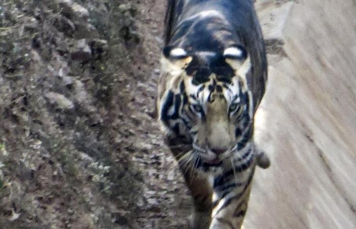 Ultra-rare BLACK tiger discovered in India: stunned animal lover photographs predator