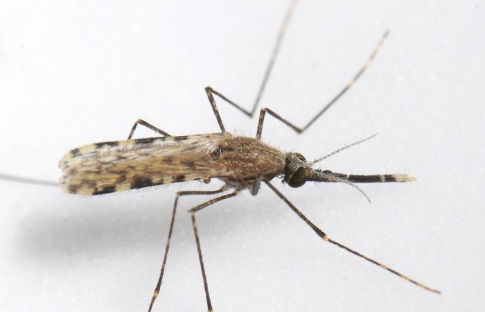 UC researchers are pioneering a more effective way to block malaria...