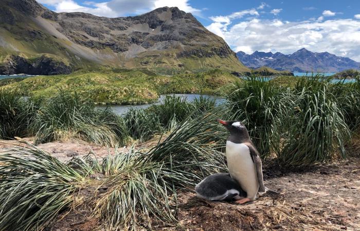 Gentoo penguins are four species, not one, scientists say