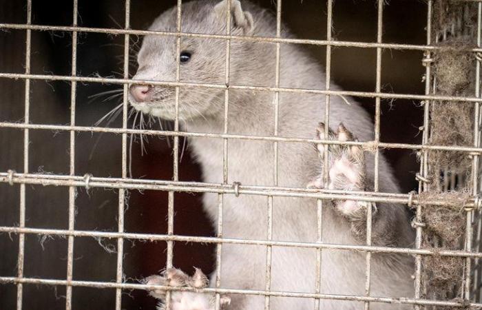 Denmark kills 15 million mink due to stronger SARS-CoV-2
