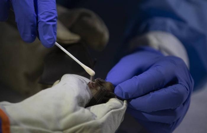 Denmark will kill 17 million animals to prevent further coronavirus mutation
