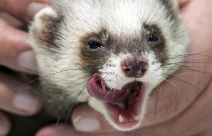 Denmark to sacrifice weasels for coronavirus mutation