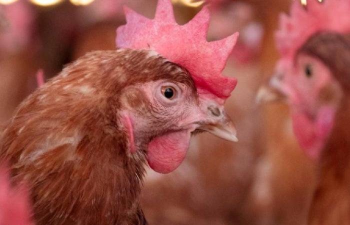 Second laying farm with bird flu in Puiflijk