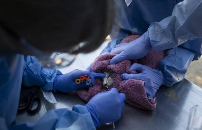 Denmark will kill 17 million animals to prevent further coronavirus mutation