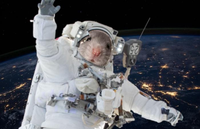 Mice flown into space by JAXA, SpaceX, researchers point to protein...