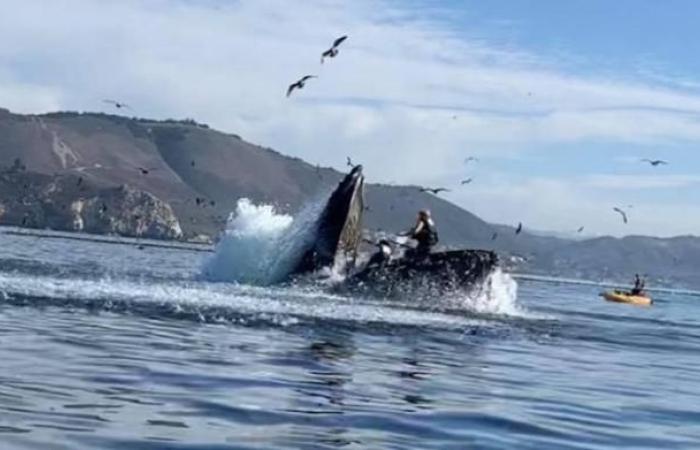 Moments of horror … a humpback whale flips a boat with...