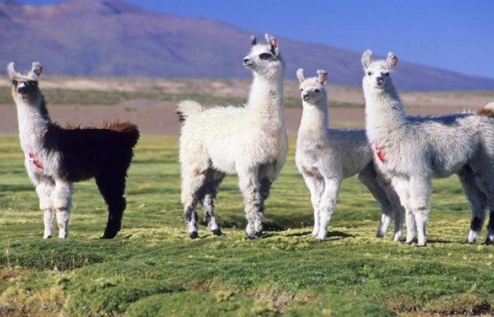 Could the llama be the key to “stopping Covid-19”?