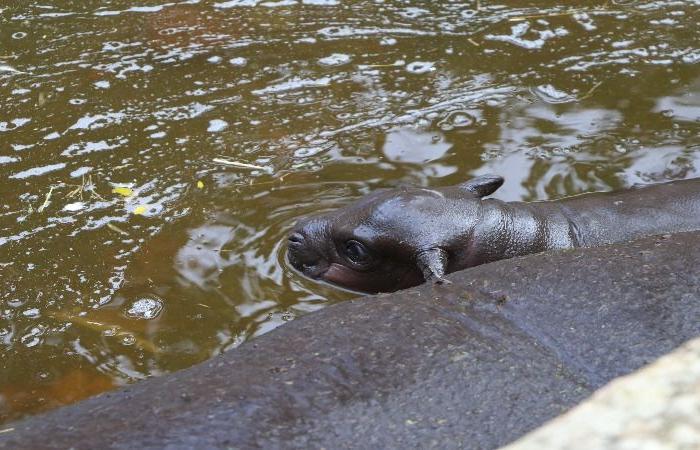 A new baby pygmy hippo was born at Lagos Zoo