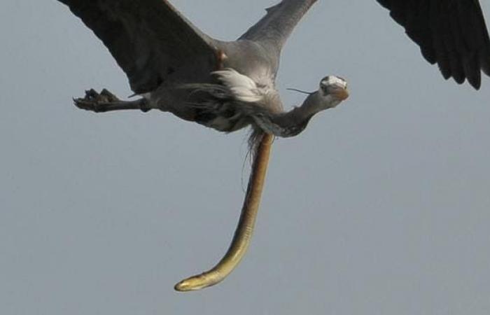 Insane moment snake eel escapes from the heron’s belly