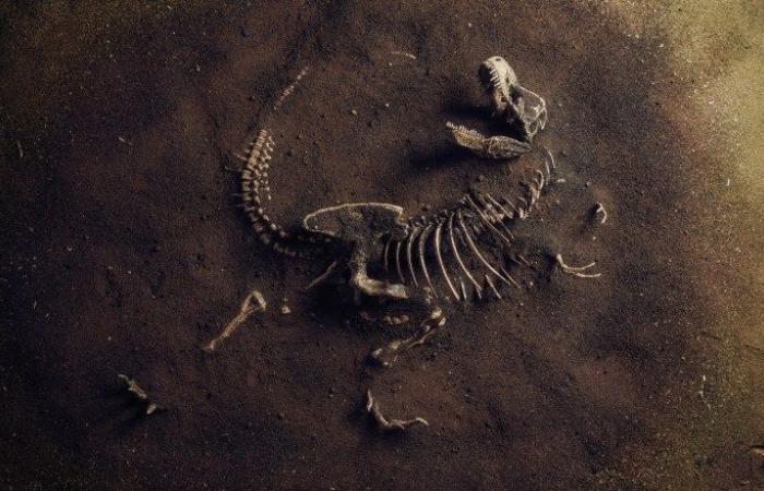 The discovery of a 66 million-year-old duck-billed dinosaur in Morocco that...