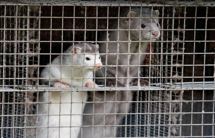 Six countries report worrying Covid-19 mutation in mink