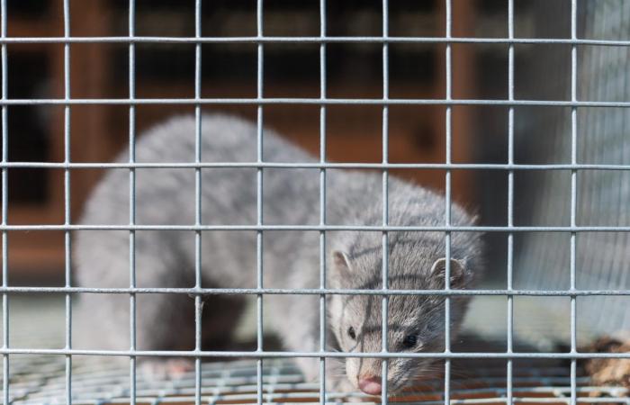 Millions of minks are said to be killed in Denmark amid...