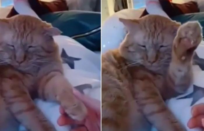 Facebook viral: young man tries to pet his cat and it...