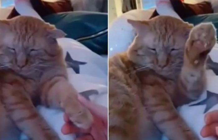 Facebook viral: young man tries to pet his cat and it...