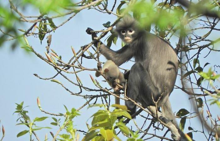 Popa Langur: New species of monkeys are discovered on the Myanmar...