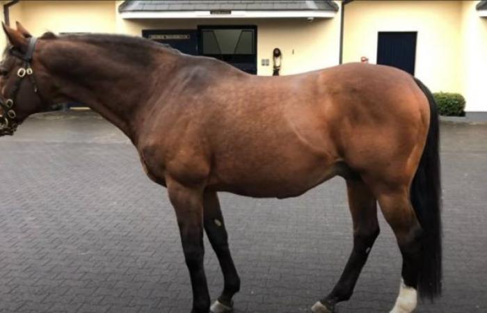 Galileo, the horse that is worth more than Lionel Messi and...