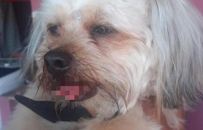 The zookeeper’s terrible mistake accidentally cuts the dog’s tongue