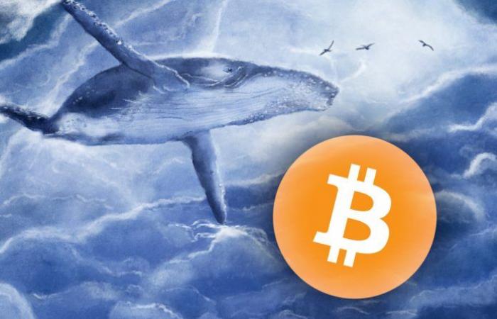 This Bitcoin whale is short of $ 100 million, what does...