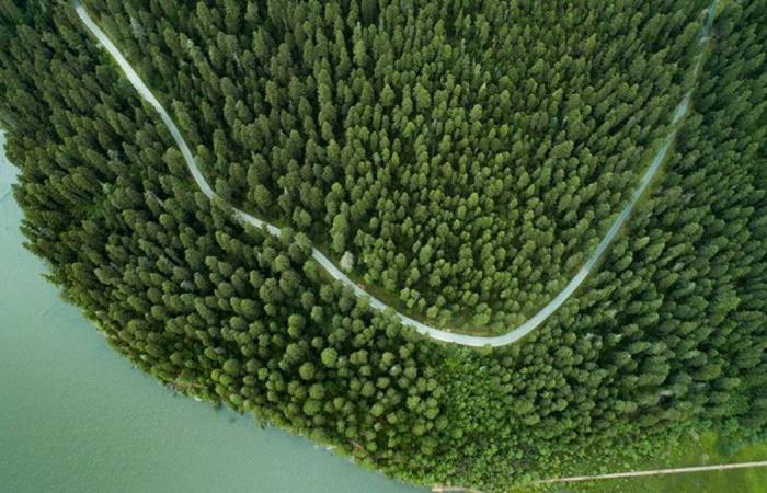 China’s forests that absorb more pollutants than previously thought | ...