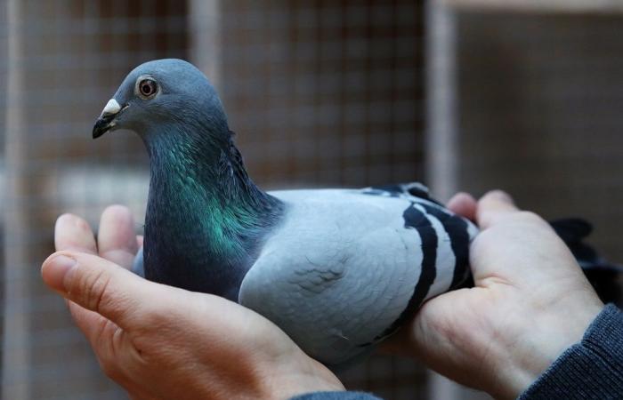 Chinese buys Belgian pigeon “New Kim” for 1.6 million euros (video)