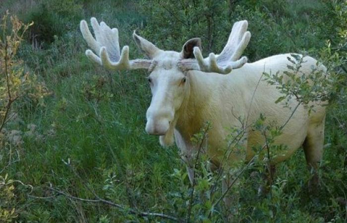 In Canada, a very rare white elk was shot by hunters