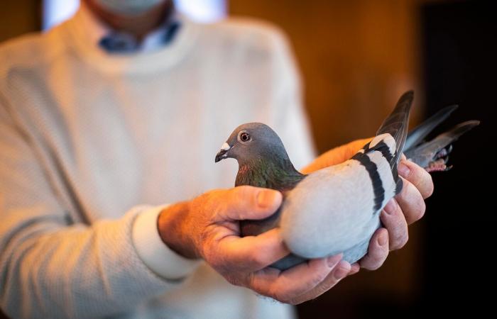 Carrier pigeon sells for $ 1.9 million and breaks record