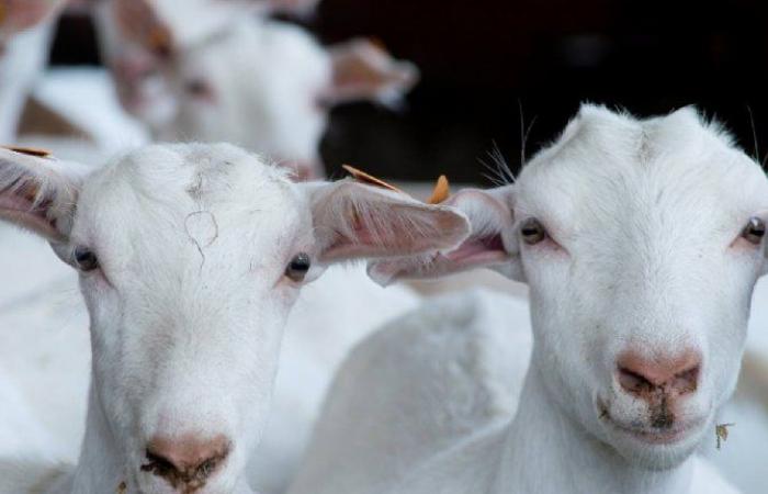 Dairy goat herd continues to increase – New Harvest