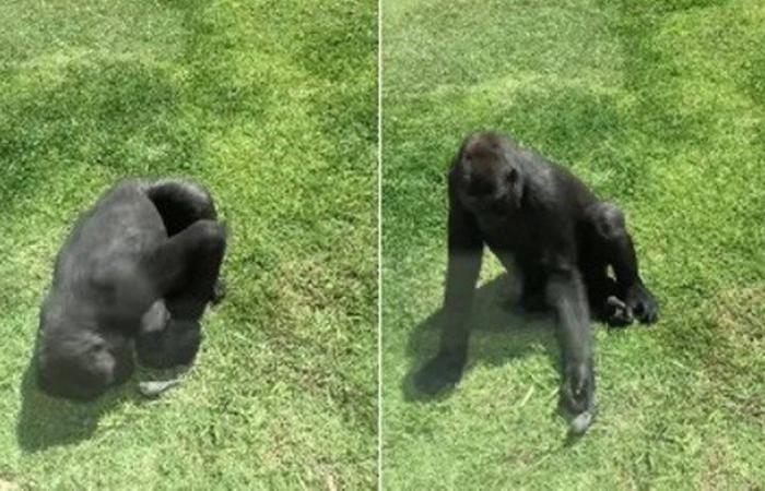 Gorilla tries to help injured bird fly again; see the...