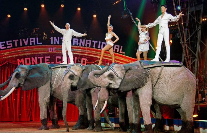 Ninja Warrior: tormented RTL finalist two elephants to death? –...