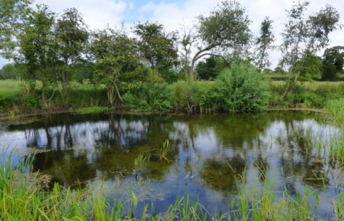 A rare plant discovered in a “ghost pond” in Britain a...