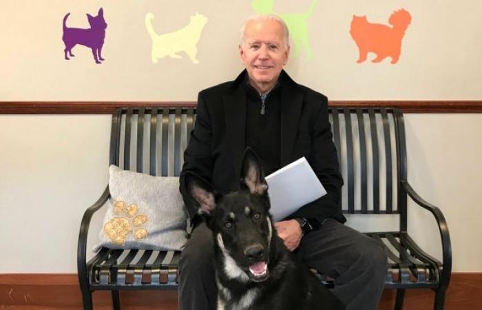 Joe Biden injured himself playing with his dog