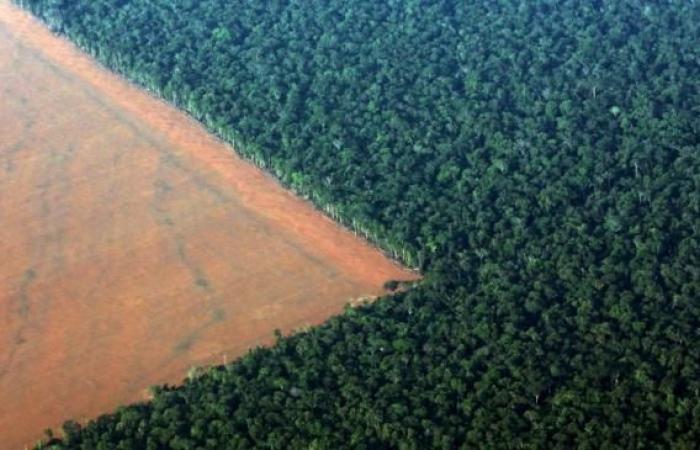 Brazil: eleven thousand square kilometers of rainforest cut down