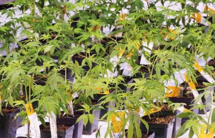 Aurora Cannabis lays off 30 employees and “indefinitely” suspends operations in...
