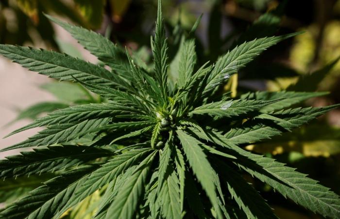 UN Commission approves to remove marijuana from list of drugs considered...