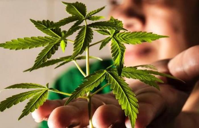 UN removes marijuana from list of most dangerous drugs; Brazil...