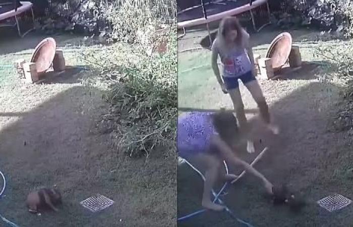 Woman grabs python to save puppy