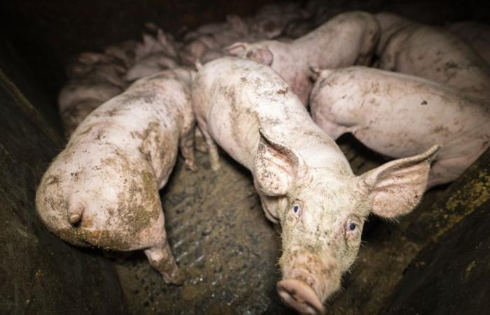 The L214 association denounces animal abuse in a pig farm highlighted by Herta