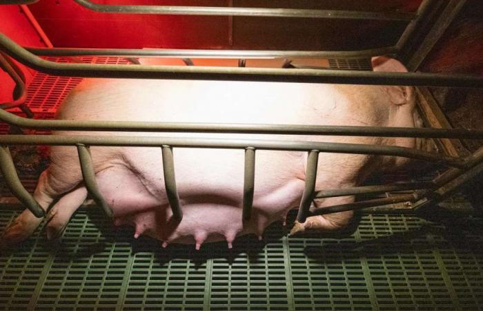 Herta suspends its supply in a pig farm implicated by L214