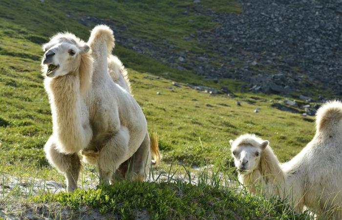Man bitten by a camel in Finnmark – VG