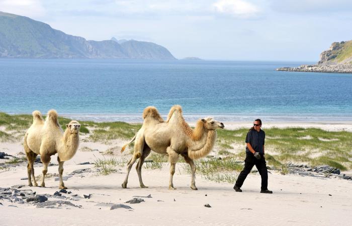 Man bitten by a camel in Finnmark – VG