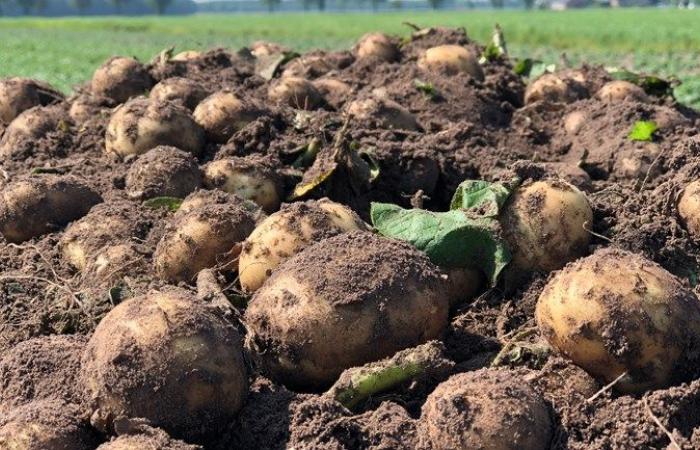 Unknown variant of potato blight discovered in Stadskanaal