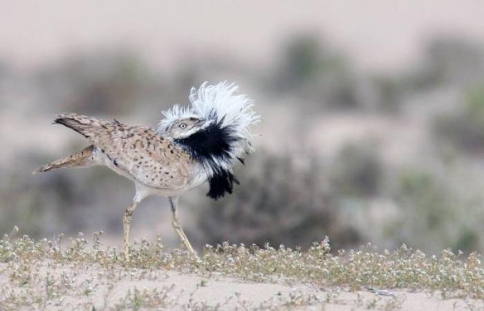 Sheikh Mohamed honors houbara conservation pioneer Renaud