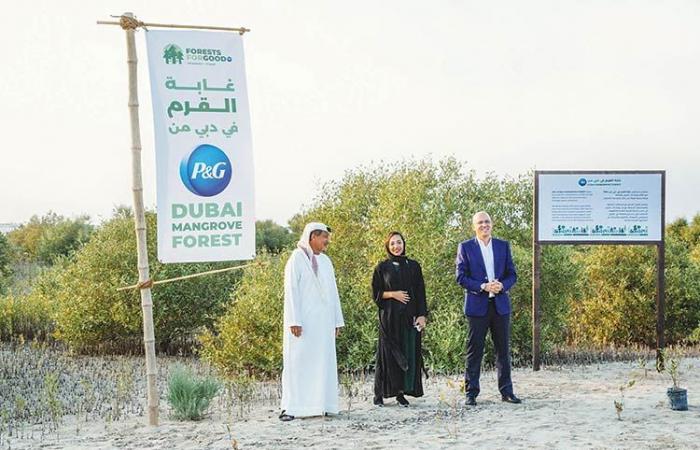 Expanse of mangrove forests expands majestically in UAE