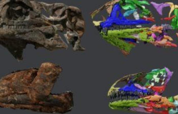 Two fossils of a new species of plant-eating dinosaur discovered in...