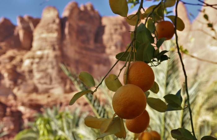 AlUla to celebrate its citrus fruit heritage