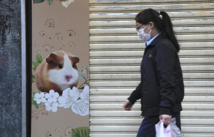 Hong Kong to cull 2,000 animals after hamsters get COVID-19